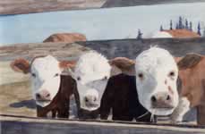 Three Curious Cows